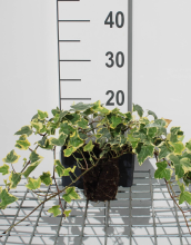 Planten Hedera helix 'Goldchild'   pot 9x9 cm
