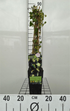 Planten Hedera helix 'Goldheart'   pot   50 60 cm  