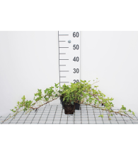 Planten Hedera helix 'Green Ripple'   pot 9x9 cm  