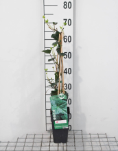 Planten Hedera hibernica   pot   50 60 cm  