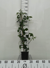 Planten Hedera hibernica   pot   100+ cm  