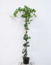 Planten Hedera hibernica   pot   125+ cm