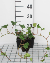 Planten Hedera hibernica   pot 9x9 cm