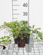 Planten Hedera helix 'Ivalace'   pot 9x9 cm