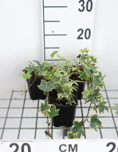 Planten Hedera helix 'Marginata Elegantissima'   pot 9x9 cm