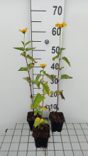 Planten Heliopsis helianthoides 'Summer Sun'   pot 9x9 cm  