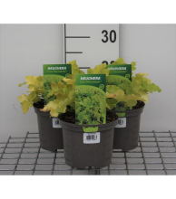 Planten Heuchera 'Lime Marmelade'   pot 2L  