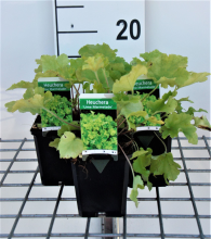Planten Heuchera 'Lime Marmelade'   pot 9x9 cm  