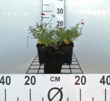 Planten Helianthemum 'Lawrenson's Pink'   pot 9x9 cm
