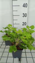 Planten Heuchera 'Lime Rickey'   pot 9x9 cm