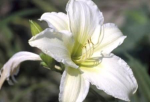 Planten Hemerocallis 'Light the Way'   pot 9x9 cm