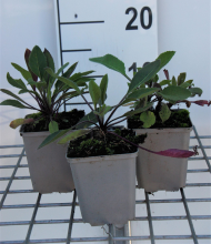 Planten Hesperis matronalis 'Alba'   pot 9x9 cm