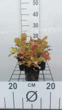 Planten Heuchera 'Marmalade'   pot 9x9 cm  