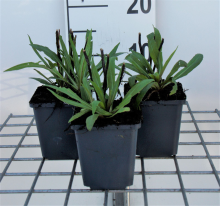 Planten Helenium 'Moerheim Beauty'   pot 9x9 cm  