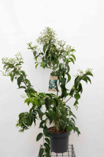 Planten Heptacodium miconioides   pot 12L   100 125 cm