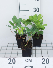 Planten Helleborus niger   pot 9x9 cm  