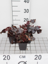 Planten Heuchera 'Obsidian'   pot 9x9 cm  