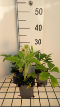 Planten Helleborus orientalis 'Double Ellen Picotee'  Nieskruid   pot 9x9 cm  