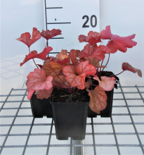 Planten Heuchera 'Paprika'   pot 9x9 cm