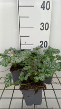 Planten Heuchera 'Paris'   pot 9x9 cm  