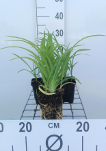 Planten Hemerocallis 'Pink Damask'   pot 9x9 cm  