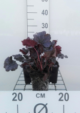 Planten Heuchera 'Plum Pudding'   pot 9x9 cm