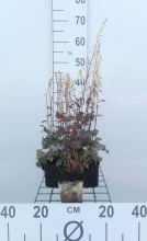 Planten x Heucherella 'Quicksilver'   pot 9x9 cm