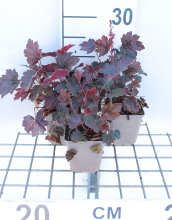 Planten Heuchera 'Rachel'   pot 9x9 cm