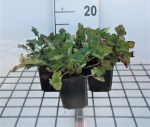 Planten Heuchera sanguinea 'Leuchtkäfer'   pot 9x9 cm  
