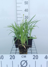 Planten Hemerocallis 'Stella de Oro'   pot 9x9 cm