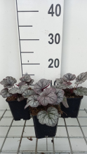 Planten Heuchera 'Sugar Plum'   pot 9x9 cm