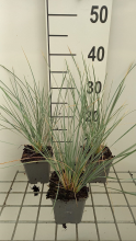 Planten Helictotrichon sempervirens 'Saphirsprudel'   pot 9x9 cm