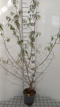 Planten Hippophae rhamnoides   pot 2L   50 60 cm  