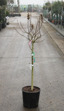 Planten Hibiscus syriacus 'Hamabo'   pot 15L   halfstam boom