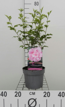 Planten Hibiscus syriacus 'Jwnwood4' (Pink Chiffon)   pot   40 60 cm  