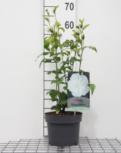 Planten Hibiscus syriacus 'Notwoodtwo' (White Chiffon)   pot   40 60 cm  