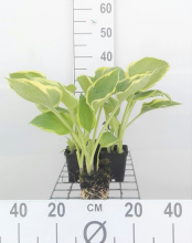 Planten Hosta 'Aureomarginata'   pot 9x9 cm