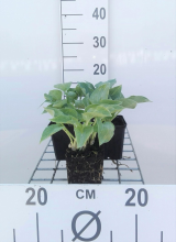 Planten Hosta 'Blue Cadet'   pot 9x9 cm  