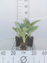 Planten Hosta 'Big Daddy'   pot 9x9 cm  