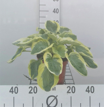 Planten Hosta 'Carnival'   pot 3L  