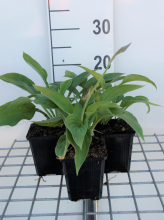Planten Hosta 'Fortunei Albopicta'   pot 9x9 cm