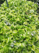 Planten Hosta 'Fragrant Bouquet'   pot 9x9 cm
