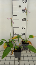 Planten Hosta 'Fortunei Hyacinthina'   pot 9x9 cm