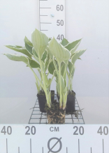 Planten Hosta 'Francee'   pot 9x9 cm  