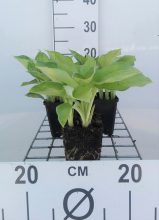 Planten Hosta 'Gold Standard'   pot 9x9 cm