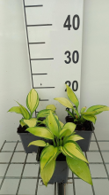 Planten Hosta 'June'   pot 9x9 cm