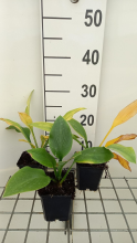 Planten Hosta 'Krossa Regal'   pot 9x9 cm  