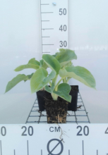 Planten Hosta 'Royal Standard'   pot 9x9 cm