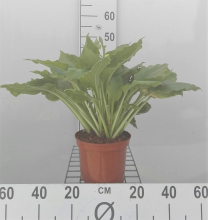 Planten Hosta 'Royal Standard'   pot 3L