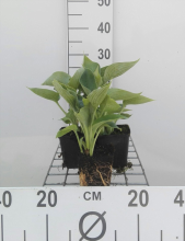 Planten Hosta 'Elegans'   pot 9x9 cm
